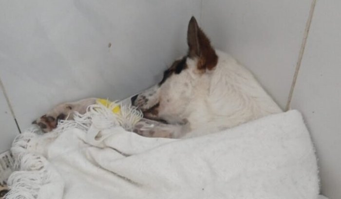 Tratamento do "POKASOMBRA"