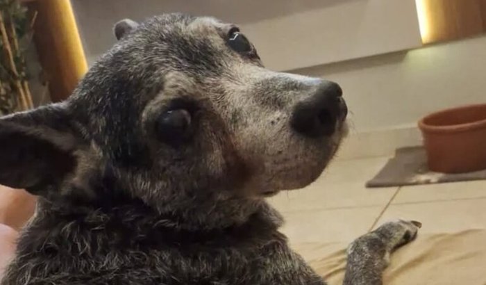 Ajuda para o tratamento do Pepe