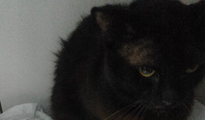 Cirurgia do meu gato