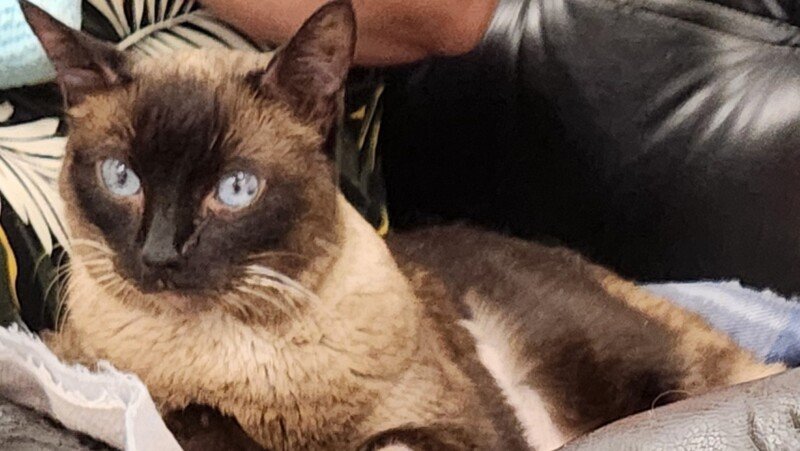 Vamos ajudar a Mimi?