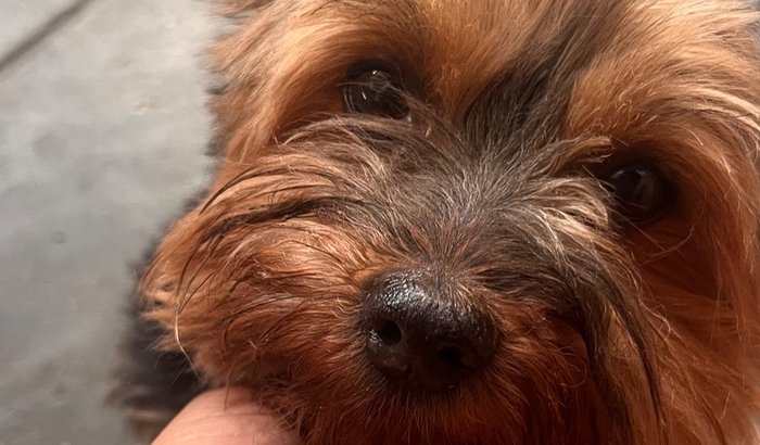 Cirurgia para o Simba