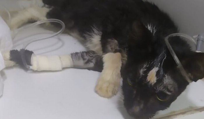 SALVE A MINHA GATINHA