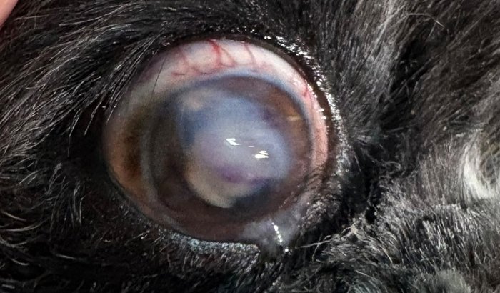 Cirurgia de catarata do Toby