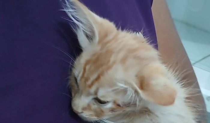 Ajuda para o gato Chopper