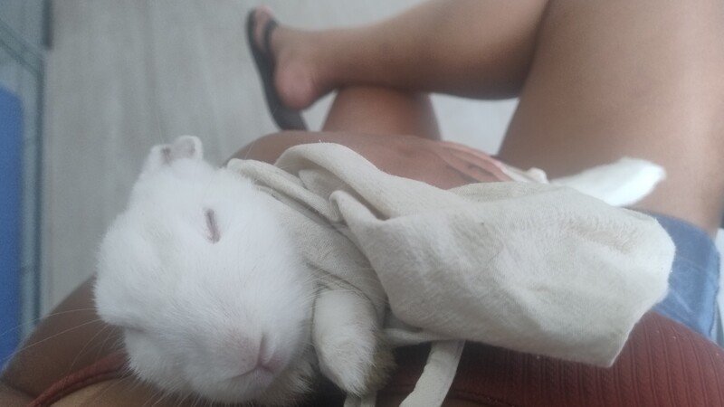 Cirurgia do coelho fortaleza 
