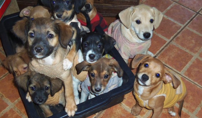 Vaquinha para Vacinar 17 Filhotes