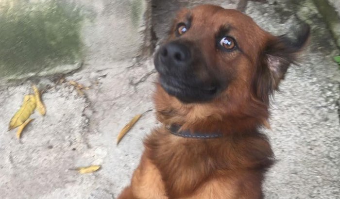 Ajude o tratamento do Dom