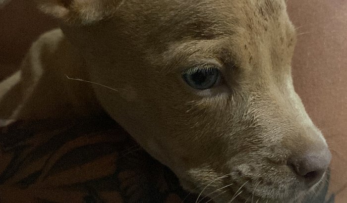 Campanha solidária para a cirurgia do Atreus 🐶🐾