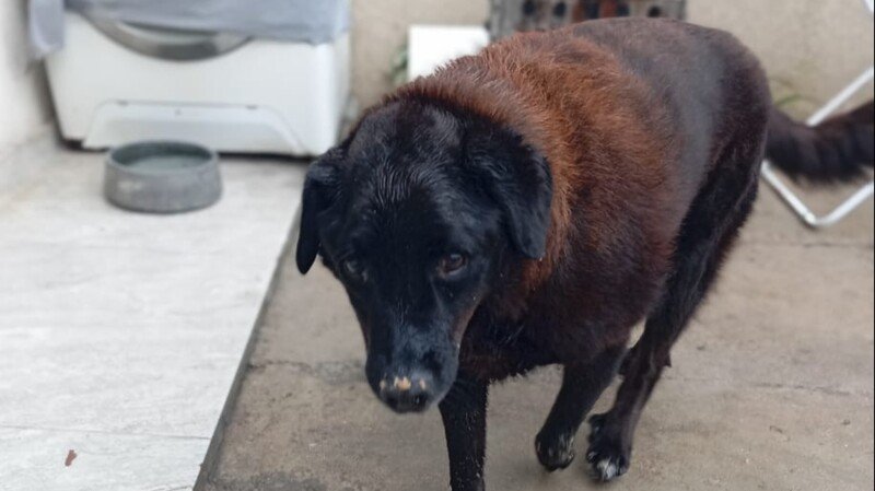 Ajudar a fazer os exames do yalle 