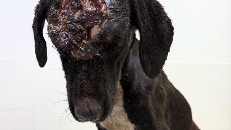 Ajuda um animal com tumor