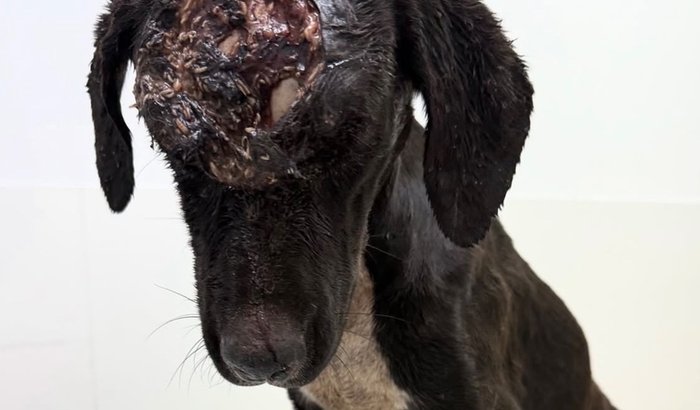 Ajuda um animal com tumor