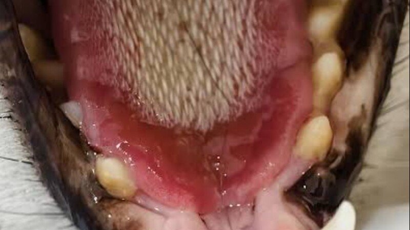 Despesas de veterinária  do Chico 