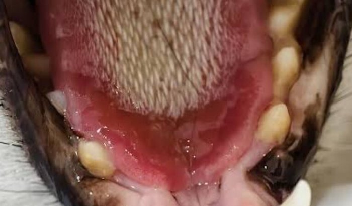 Despesas de veterinária do Chico