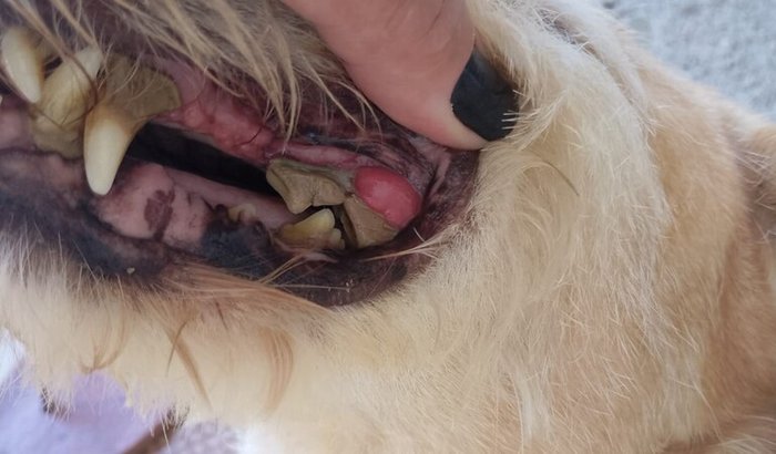 Ajuda para a cirurgia e tratamento do Tobby