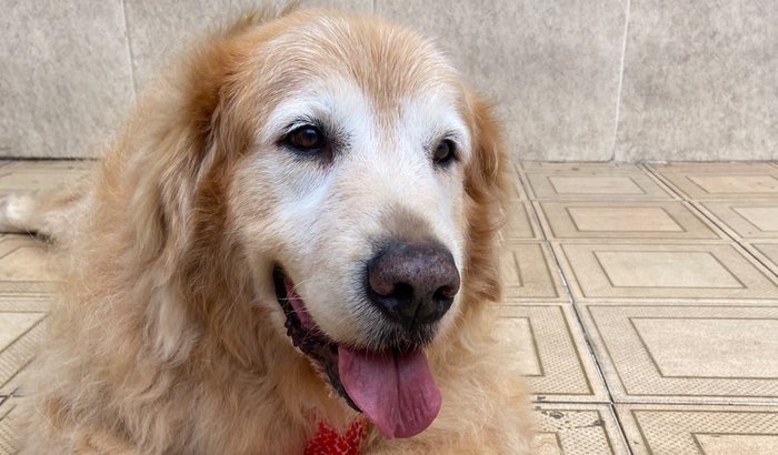 🐾 Ajude o Zeca a voltar a andar! 🐾