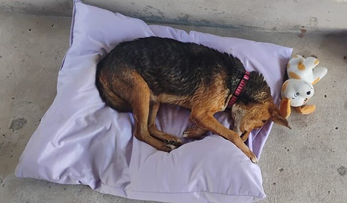 Ajuda para tratamento do Max