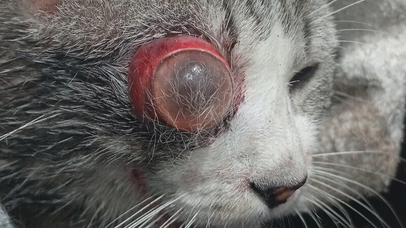 Ajuda para a cirurgia do Ragnar