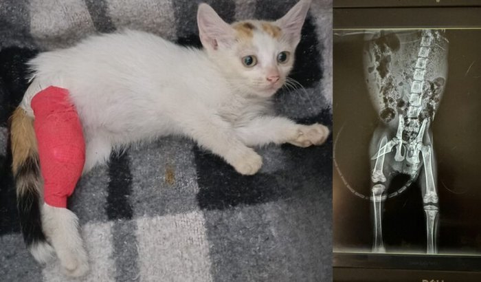 Cirurgia para a gatinha Ana: Um Passo para a Vida