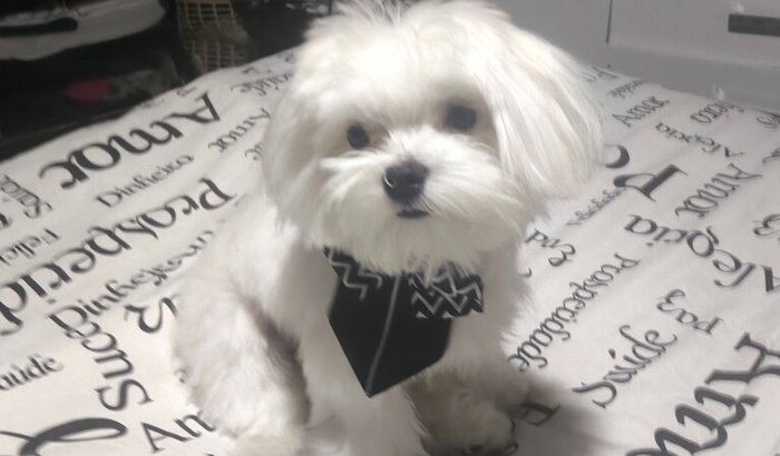 Me ajudem com meu Nonou 🐶