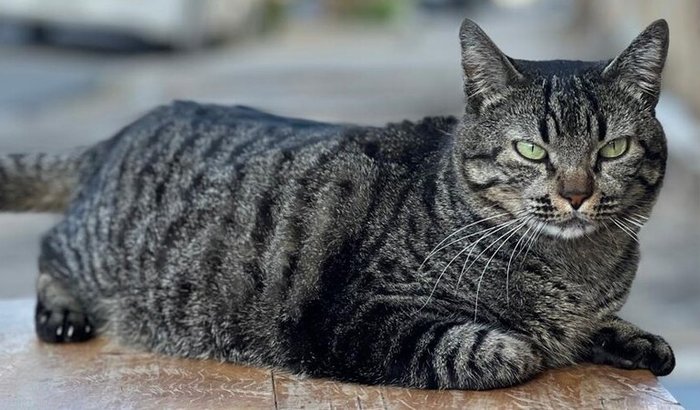 Tratamento do Croissant