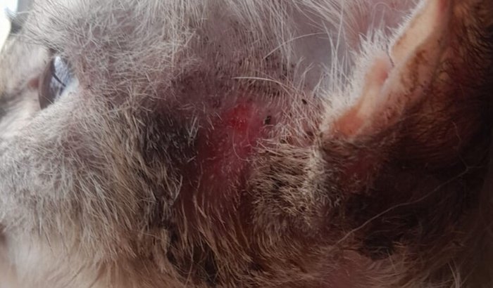 Ajude a Marie 🐱 🙂