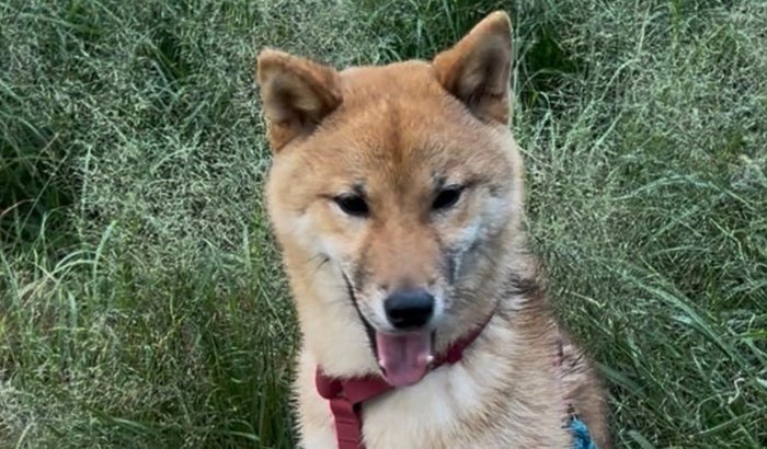 Ajude na busca do Simba 🐾