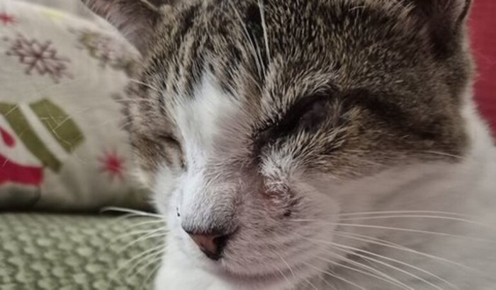 Ajuda para Cirurgia de Enucleação da minha gata Maria Eduarda)🐱