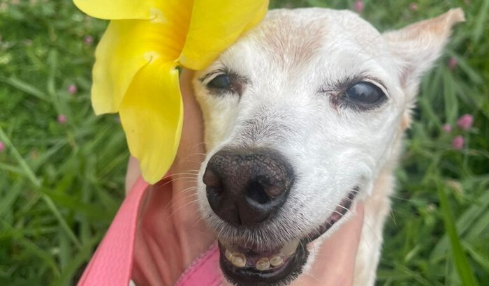 Ajude no tratamento da Mel