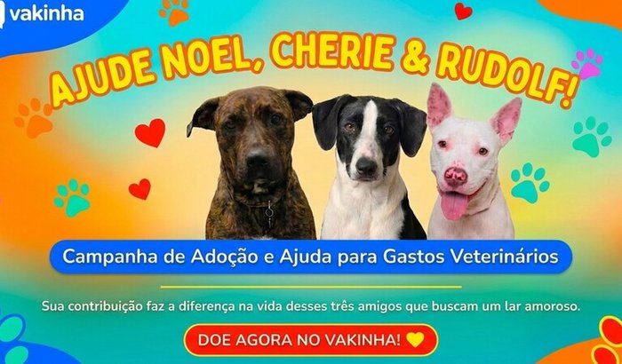 Lar temporário dos 3 resgatados - Laranjeiras, Fevereiro