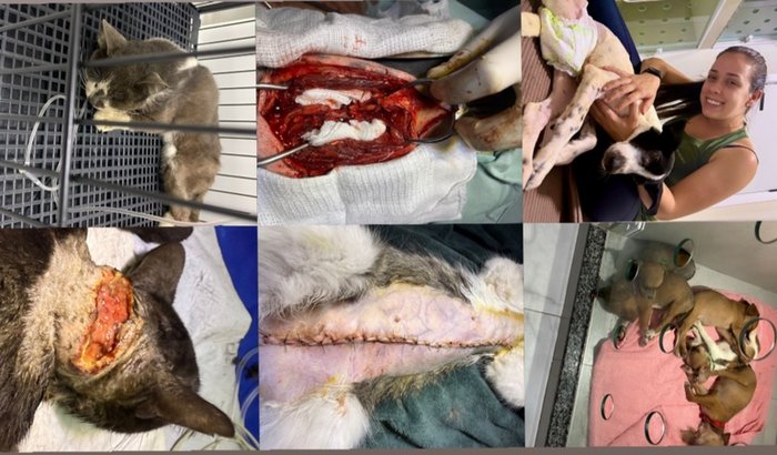 Vaquinha para Quitar Clínicas Veterinárias dos Resgatados