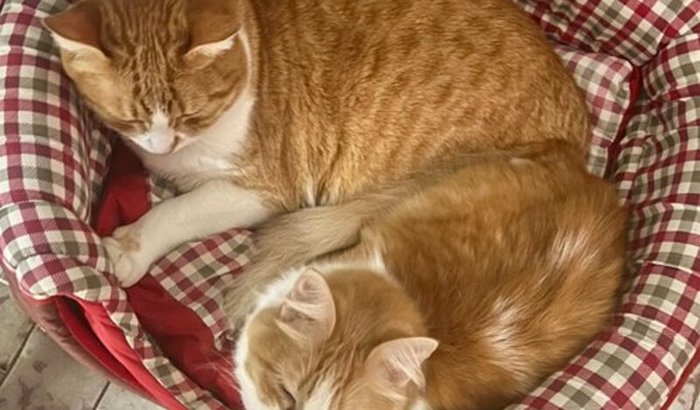 Bethânia & Tião 🐈♥️🐈