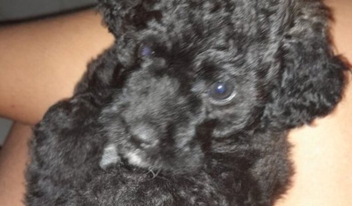 Ajudar a Annys a continuar com projeto despertar