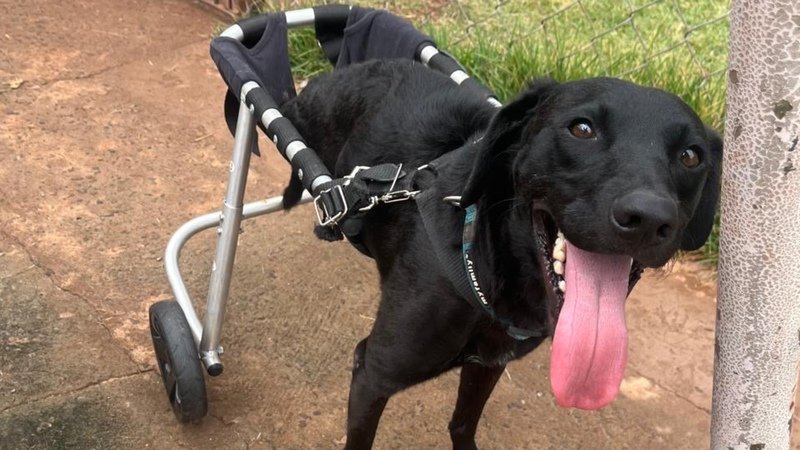 Meu Aniversário Pelas Patas