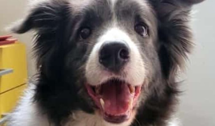 Cirurgia particular para Milla. Câncer no Útero