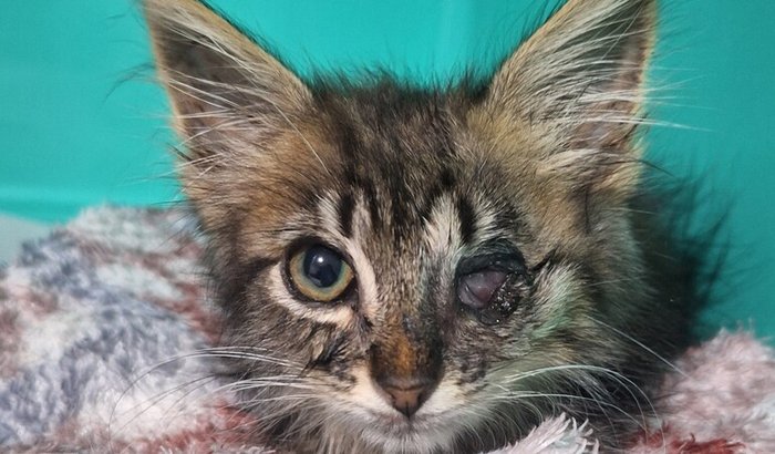 Ajude no tratamento da Picnic 🥹