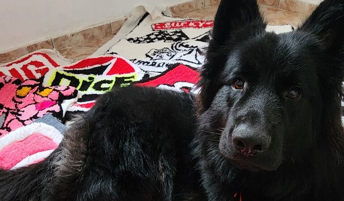 Suporte uma Artista!