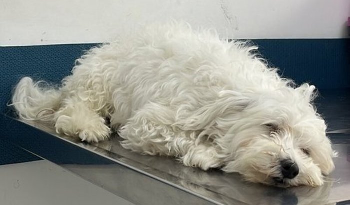 Salve a Eva e seu Bebê prematuro