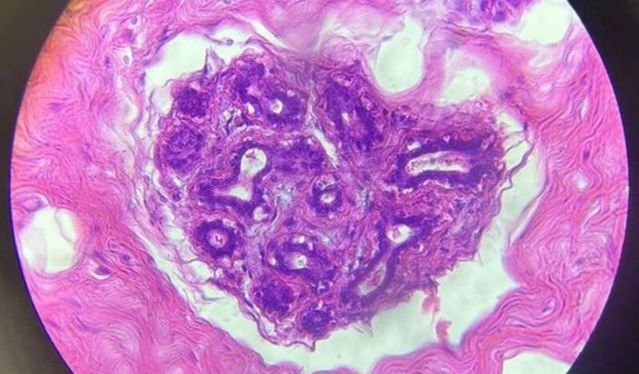 Me ajudem a pagar minha prova de Histologia