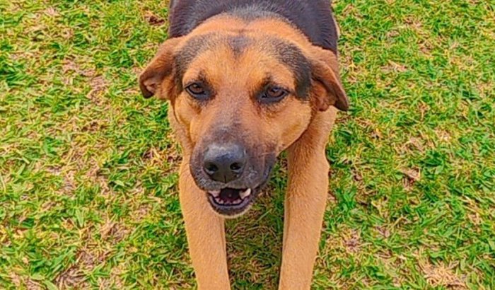 Ajuda para montar o abrigo de proteção animal da Dolores