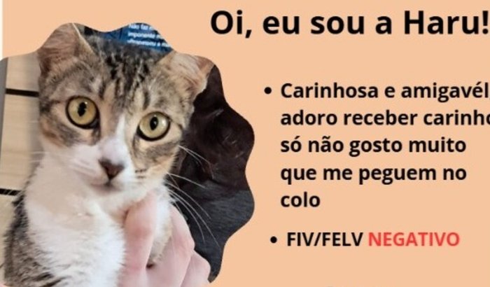 Haru e seus filhotes precisam de ajuda