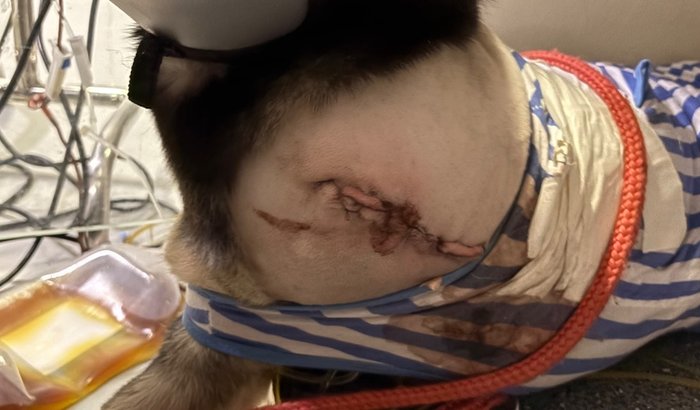 Ajuda para salvar Eros