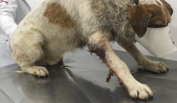 ajuda ao cachorrinho pintado mordido por pitbull
