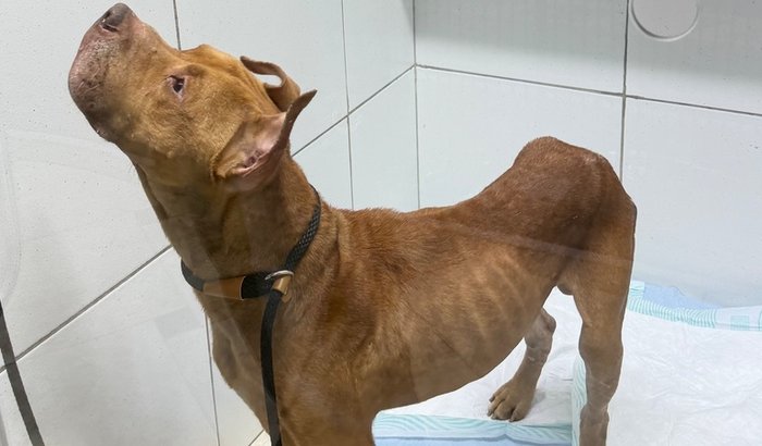 Recuperação do cachorro Cássio