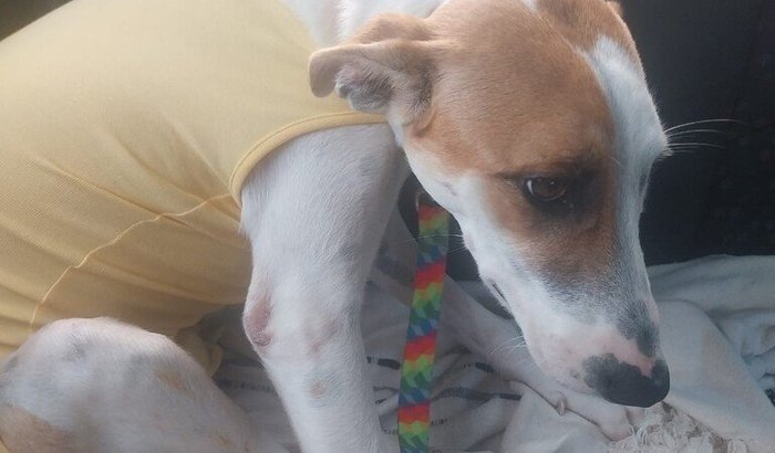 Transforme Dor em Amor: Ajude a Belinha