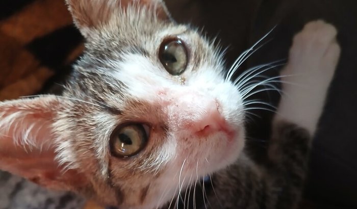 Pagar os custos veterinários de Lux