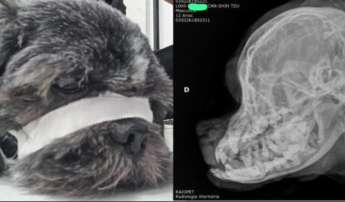 Cirurgia de mandíbula do Loki