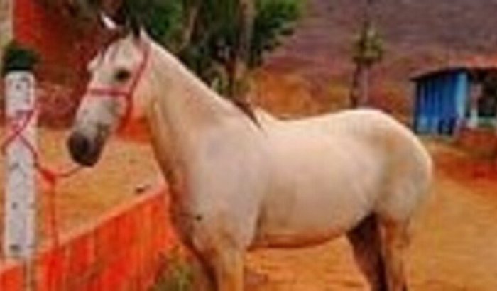 MEU CAVALO DE VOLTA ( BETANO )