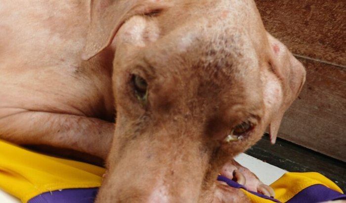 Ajude a pitbull Athena