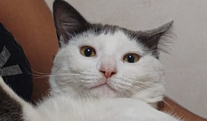 Ajude o gatinho Daijin