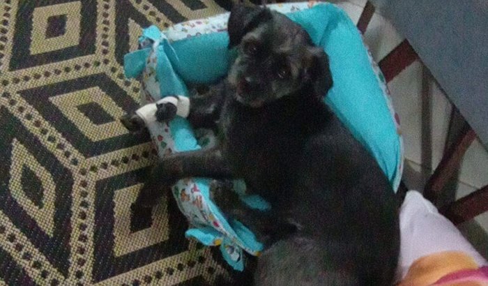 Ajuda para fazer a cirurgia da Sky🐕